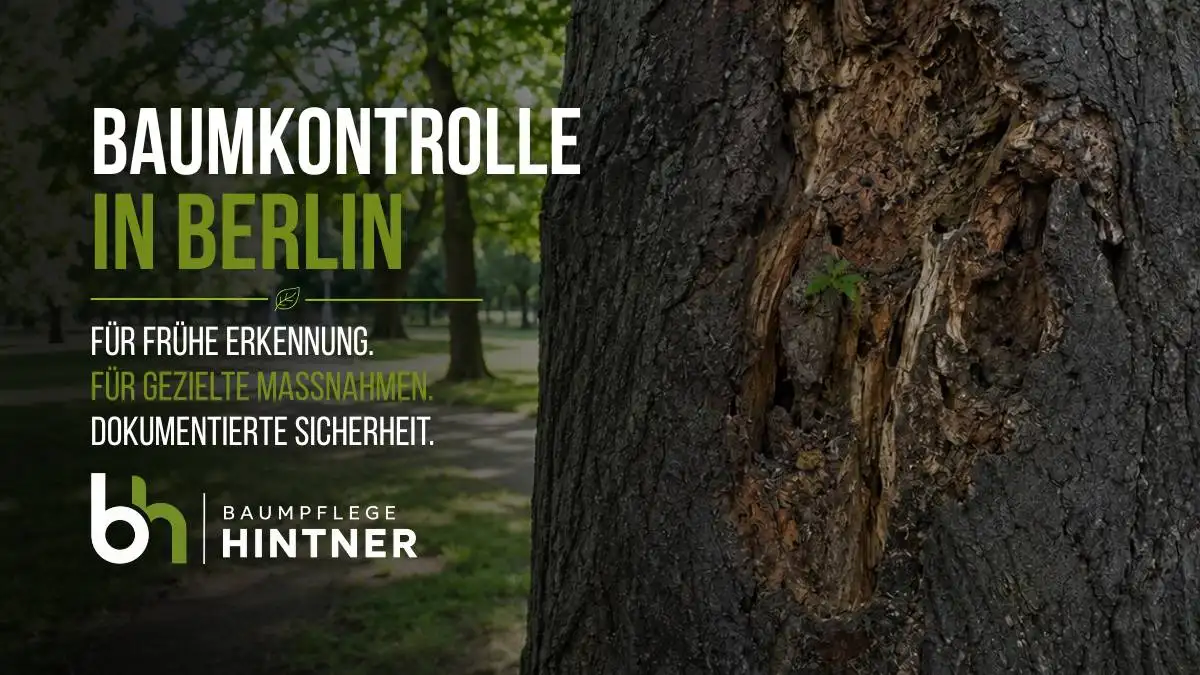 Jeder Baum sollte regelmäßig einer Baumkontrolle unterzogen werden. Gerade in Berlin, wo es viele Bäume im Innenstadtbereich gibt, ist die Verkehrssicherheit das Wichtigste!