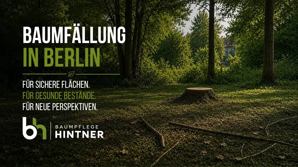 In Berlin ist eine Baumfällung keine kleine Sache, man braucht gGenehmigungen und gute Fachfirmen Baumpflege Hintner ist der richtige Ansprechpartner.