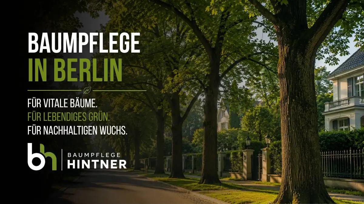 Baumpflege in Berlin, für vitale Bäume, Lebendiges Grün und nachhaltigen Wuchs. Einfach Baumpflege Hinter in Berlin wählen.