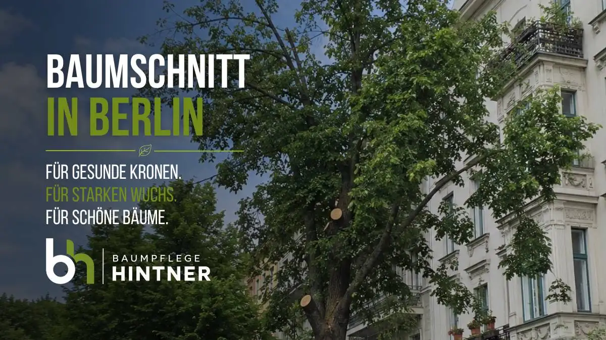 Für gesunde Kronen, starken Wuchs und schöne Bäume braucht es einen guten Baumschnitt. Nicht nur in Berlin und im Umland sondern überall.