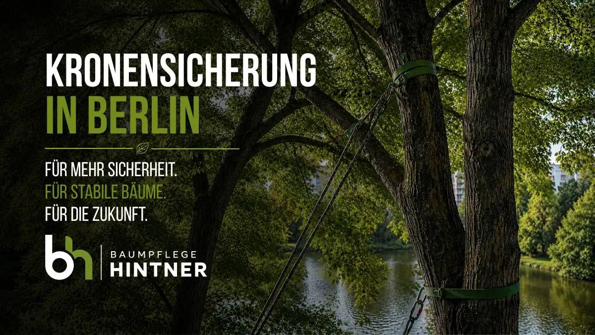 Sie suchen nach einer Kronensicherung und jemanden der sie einbaut um Ihren Baum zu erhalten? Dann entscheiden Sie sich für Baumpflege Hintner in Berlin-Zehlendorf.