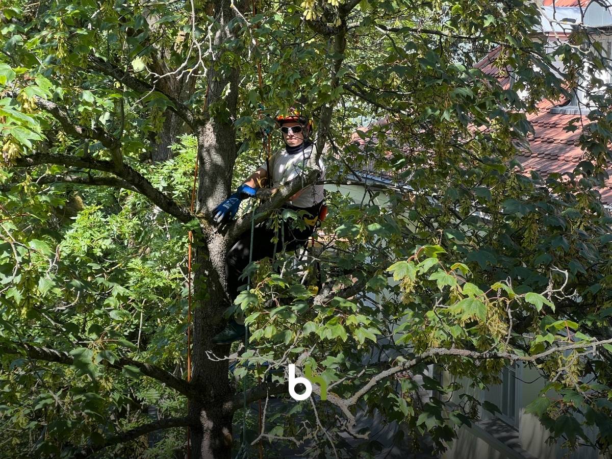 Totholzbeseitigung in Sierra Leone – mitten in Berlin-Lichterfelde