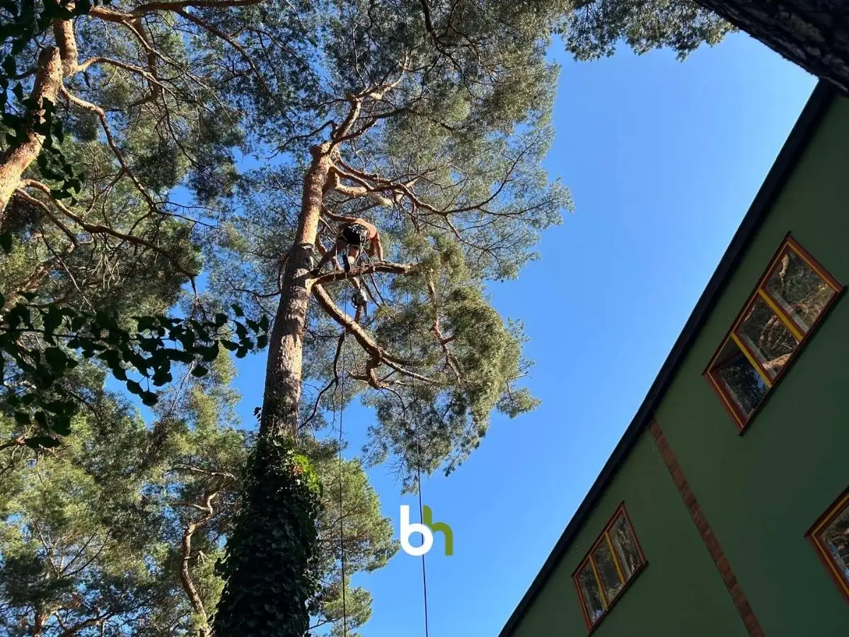 Mit Seilklettertechnik besteigen wir den Baum um den Astbruch zu beseitigen.