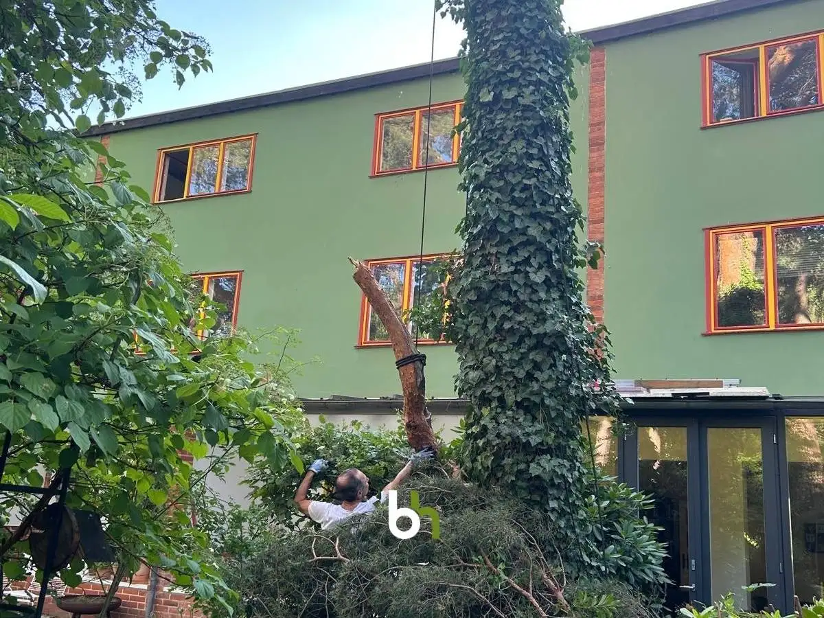 Der Astbruch in der Baumkrone wurde mit Abseiltechnik schonend für das Umfeld erledigt.