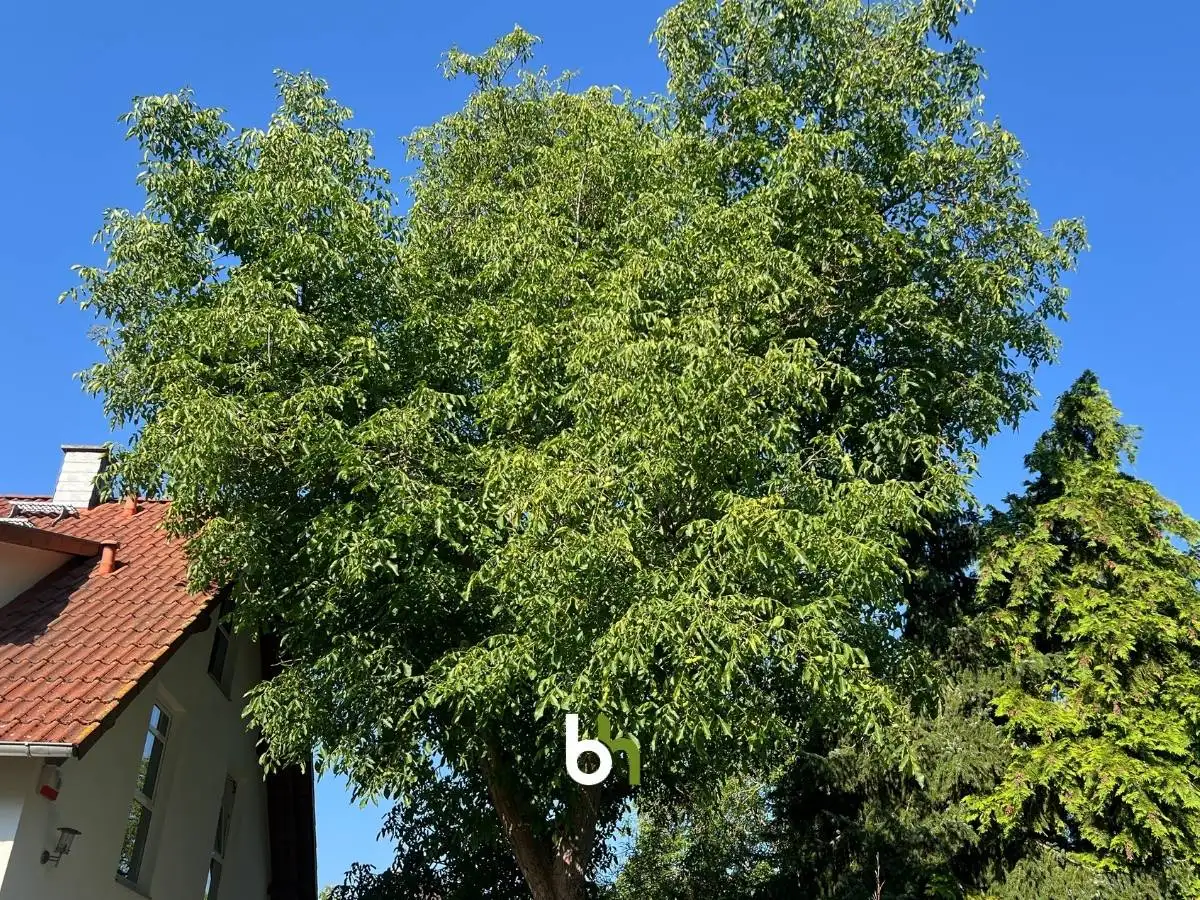 Wiedersehen mit einem Walnussbaum – Auslichtung und Rückschnitt in Berlin-Zehlendorf