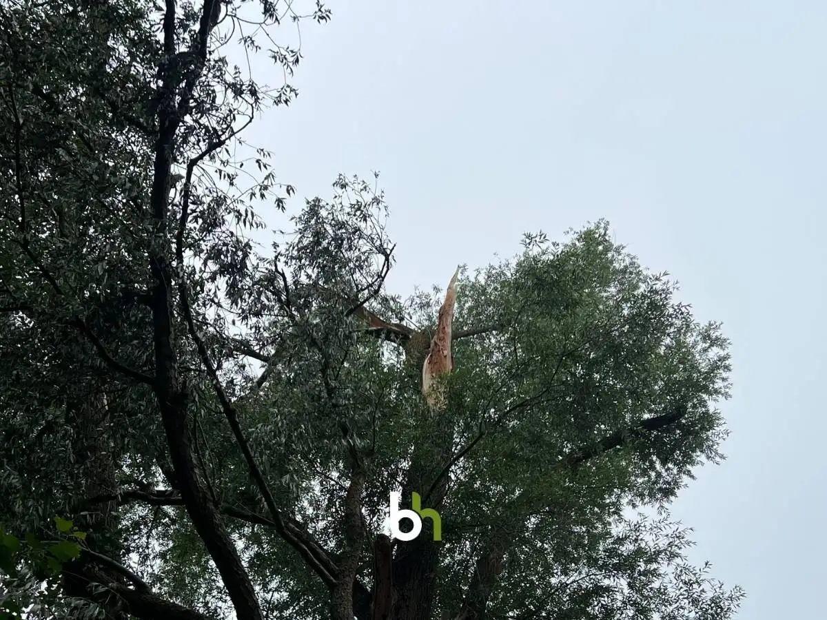 Sturmschaden am Baum mit Starkastausbruch – Noteinsatz am Groß Glienicker See