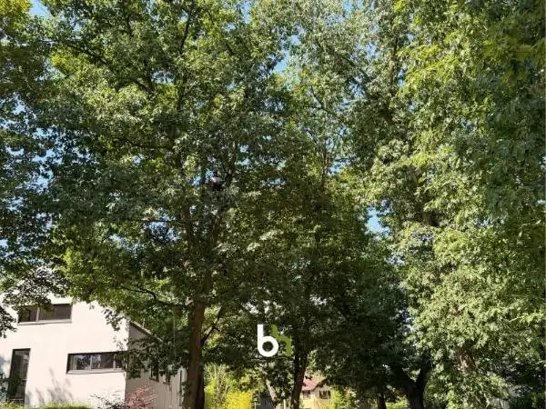 Ansicht einer der bearbeiteten Eichen auf dem Grundstück in Kleinmachnow.
