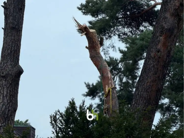 Bruchstelle am Stamm der Waldkiefer, an der die Baumkrone abgebrochen ist.