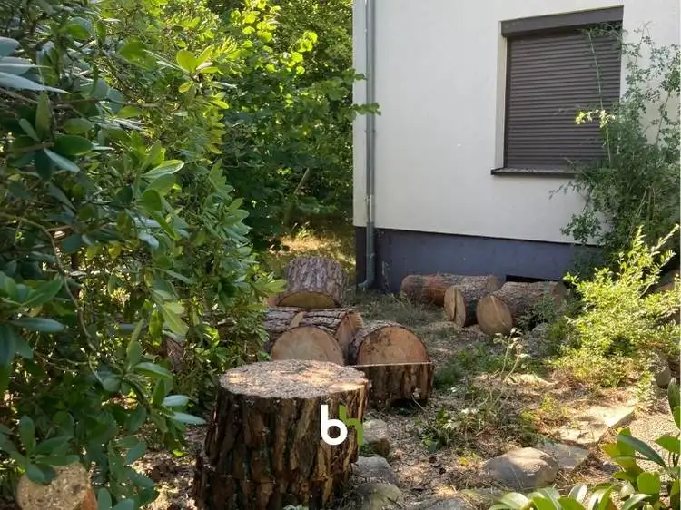 Abgesetzte Stammteile der Waldkiefer nach der Fällung in Berlin-Zehlendorf.