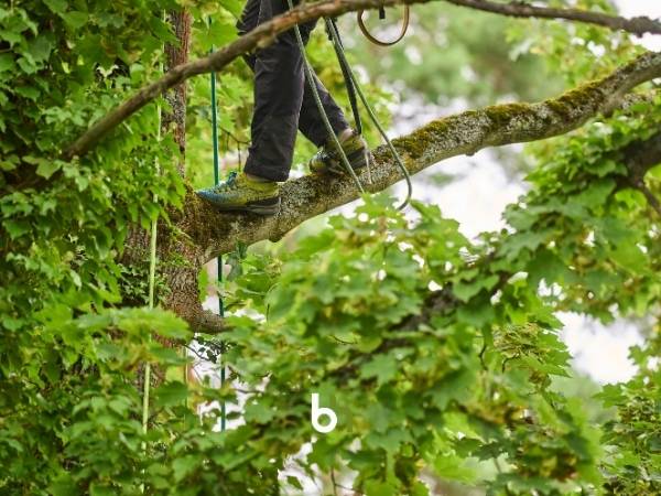 Baumpfleger bewegt sich gesichert zwischen den Ästen der Ahornkrone und kümmert sich um die Kronensicherung.