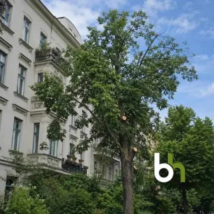 Wir kümmern uns um die Baumpflege in Berlin-zehlendorf und im Umland.