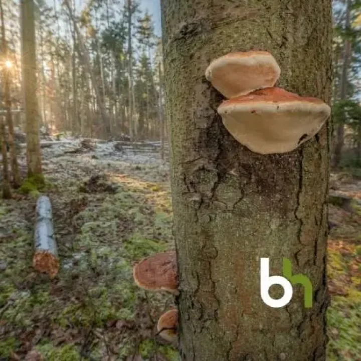 Gerade wenn ein Baum unter Naturschutz steht greift oftmals eine Berliner Verordnung im Bezug auf den Baumschutz. Wir regeln das mit den Behörden wenn dennoch Maßnahmen erforderlich sind.